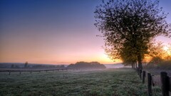 nature sunset mist Trees landscape