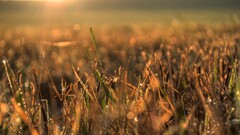 nature sunset Plants grass outdoors