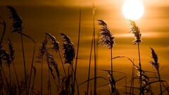 nature sunset Plants grass sunlight