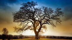 nature sunset Trees hdr