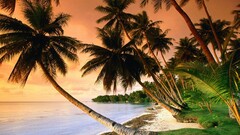 nature sunset tropical palm trees