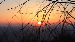 nature sunset twigs sunlight sun outdoors