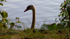 Nature Swans lakes