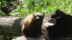 Nature Swedish zoo wolverines