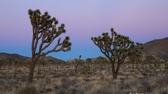 Nature Symbols Mojave Desert