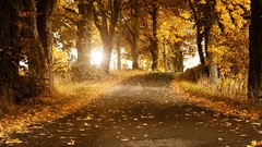 Nature tablet forests