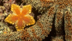 Nature tentacles starfish
