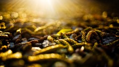 Nature text bokeh cones sunlight depth of field Ed McGowan