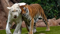 Nature Tigers bengal tigers