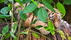 Nature Tigers Mammals baby animals