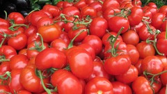 Nature tomatoes fruits