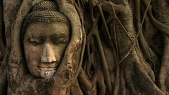 Nature tree Buddha