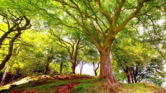 Nature Trees