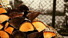 Nature Trees abstract Wood depth of field