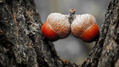 Nature Trees Acorns