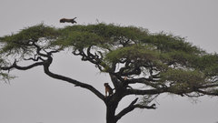 Nature Trees Animals