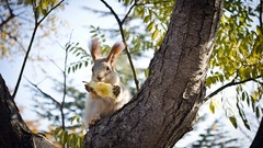 Nature Trees Animals