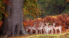 Nature Trees Animals autumn deer forests