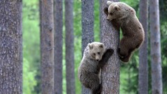 Nature Trees Animals Bears