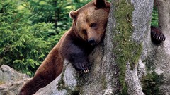 Nature Trees Animals Bears wildlife