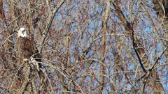 Nature Trees Animals Birds bald Eagles bald eagles