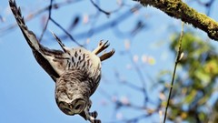 Nature Trees Animals Birds Owls