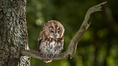 Nature Trees Animals Birds Owls