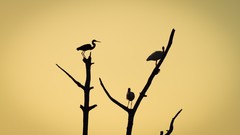 Nature Trees Animals branches Birds evening silhouettes
