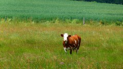 Nature Trees Animals Bulls Cows fields