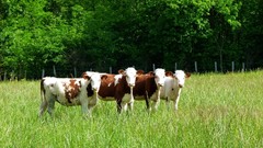 Nature Trees Animals Bulls Cows fields