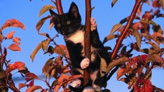 Nature Trees Animals cats