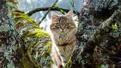 Nature Trees Animals cats Kittens feline