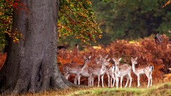 Nature Trees Animals deer fawn Mammals