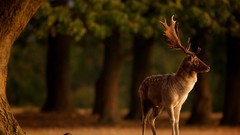 Nature Trees Animals deer national geographic