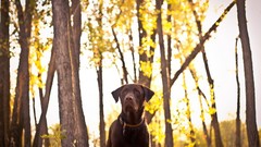 Nature Trees Animals Dogs