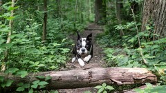 Nature Trees Animals Dogs jumping forests