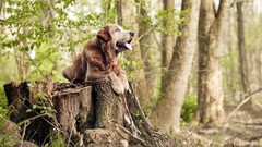 Nature Trees Animals Dogs pets forests