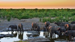 Nature Trees Animals elephants