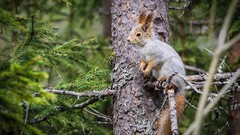 Nature Trees Animals forests squirrels