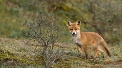 Nature Trees Animals foxes