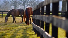 Nature Trees Animals Horses fields