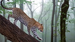 Nature Trees Animals jungle logs Leopards forests
