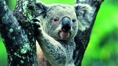 Nature Trees Animals koalas