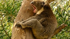 Nature Trees Animals koalas yawns