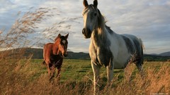 Nature Trees Animals land wheat Horses skyscapes baby animals