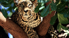 Nature Trees Animals Leopards