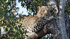 Nature Trees Animals Leopards