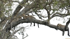 Nature Trees Animals Leopards