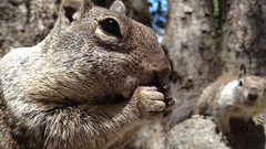 Nature Trees Animals nuts squirrels