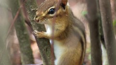 Nature Trees Animals outdoors York chipmunks